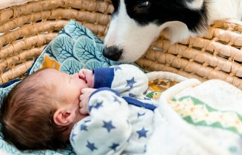 Bebés y mascotas: cinco consejos para una relación especial